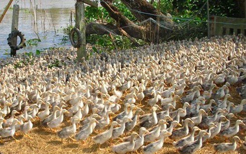 Quảng Ngãi: Người dân vứt hàng trăm con gà bệnh xuống kênh - Ảnh 1.