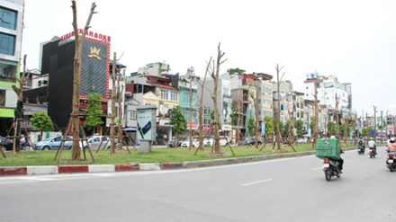 Chủ tịch Hà Nội lý giải việc trồng hàng loạt phượng trên phố - Ảnh 1.