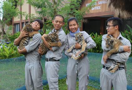 4 &ldquo;F1&rdquo; hổ qu&yacute; Bengal ch&agrave;o đời tại Vinpearl Safari - Ảnh 1.