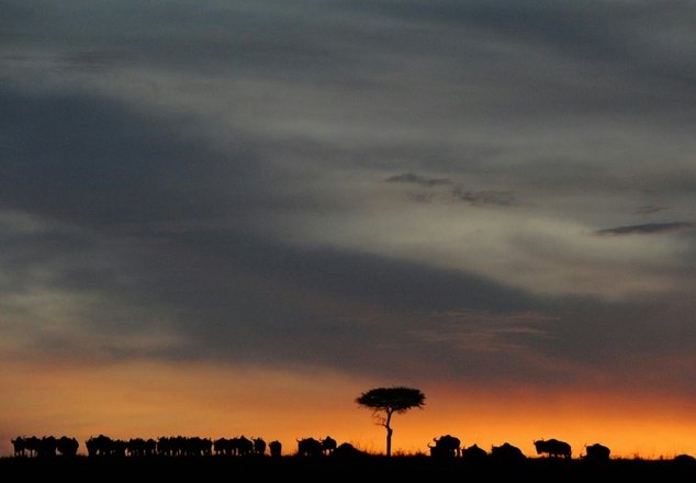Tranh bàn ăn, hướng dẫn viên du lịch người Trung Quốc đâm chết du khách ở Kenya - Ảnh 1.