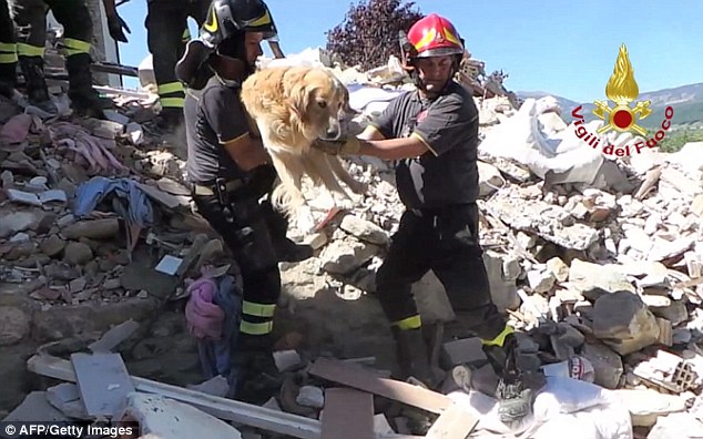 Kỳ tích chú chó sống sót sau 9 ngày bị chôn vùi trong đống đổ nát động đất - Ảnh 1.