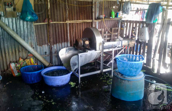 TP.HCM: Ph&aacute;t hiện h&agrave;ng tấn rau muống ng&acirc;m h&oacute;a chất nhuộm quần &aacute;o để xanh tươi - Ảnh 1.