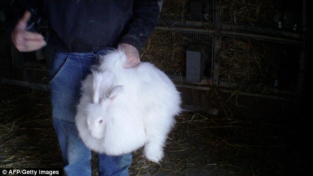 Thảm cảnh những chú thỏ bị vặt lông sống trong ngành công nghiệp thời trang - Ảnh 2.