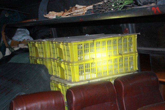 Xe khách cho 120 con rắn hổ mang nằm chung hành khách - Ảnh 1.