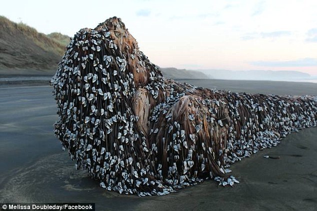Quái vật dạt vào bờ biển tại New Zealand trông không khác gì sinh vật ngoài hành tinh - Ảnh 1.