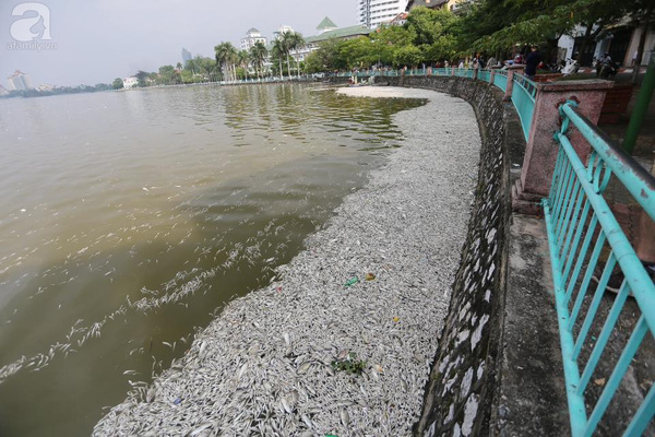 Công bố nguyên nhân cá chết ở Hà Nội: Do thiếu oxy, ý thức người dân kém - Ảnh 1.