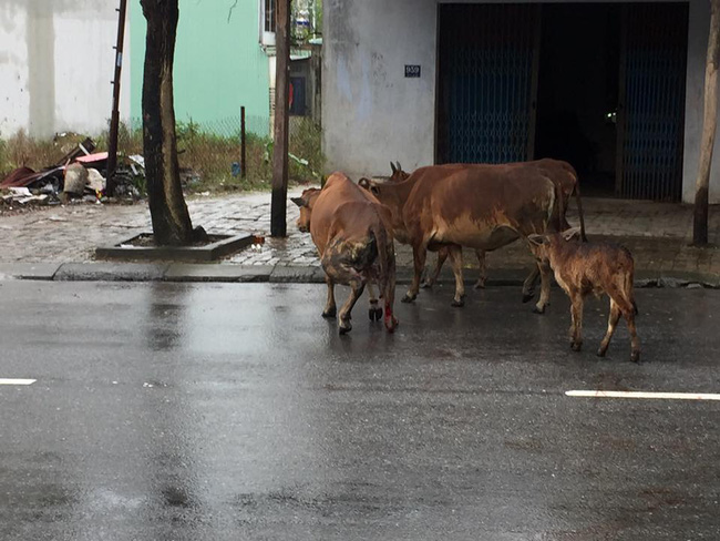 Người chủ của chú bò bị chặt chân: Bò mẹ không cứu được, nên tôi đành bán cả 2 mẹ con vào lò mổ - Ảnh 1.