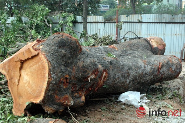 H&agrave; Nội: Loạt c&acirc;y cổ thụ đường L&aacute;ng ch&iacute;nh thức bị đốn hạ - Ảnh 10.