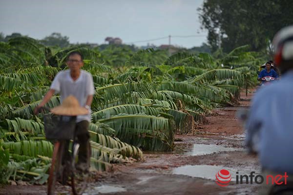 Vựa chuối lớn nhất miền Bắc bị tàn phá sau bão - Ảnh 10.