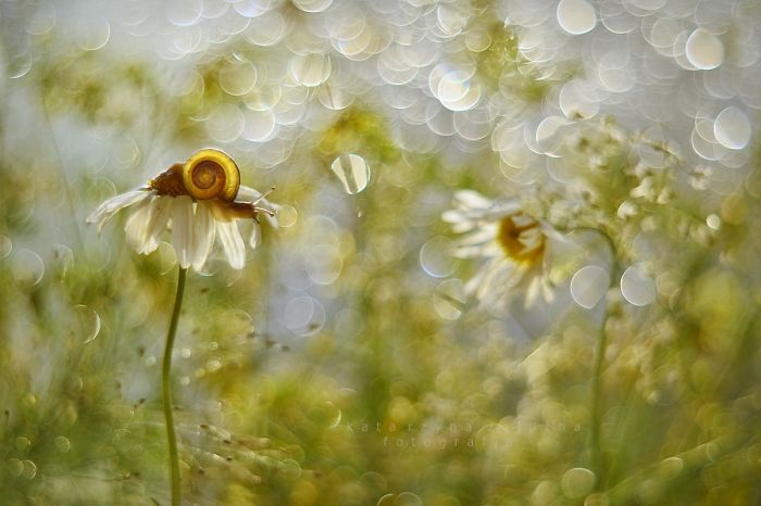 Bộ ảnh đẹp lung linh về ốc s&ecirc;n quấn qu&iacute;t b&ecirc;n hoa trong sương sớm - Ảnh 10.