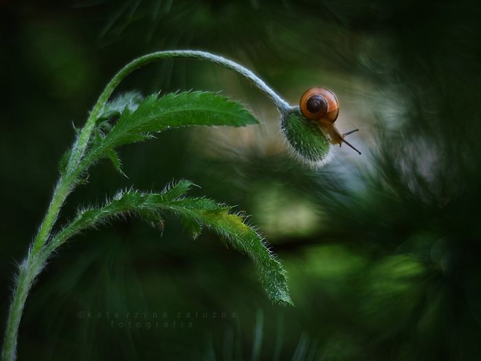 Bộ ảnh đẹp lung linh về ốc s&ecirc;n quấn qu&iacute;t b&ecirc;n hoa trong sương sớm - Ảnh 11.