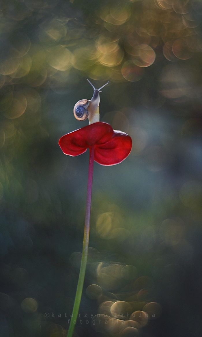 Bộ ảnh đẹp lung linh về ốc s&ecirc;n quấn qu&iacute;t b&ecirc;n hoa trong sương sớm - Ảnh 12.