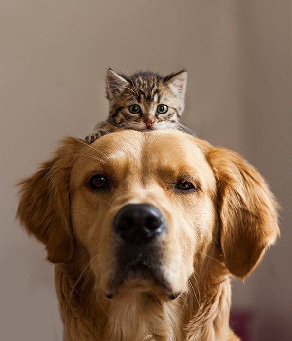 Bạn thân chó mèo là những con vật đáng yêu và trung thành nhất. Hãy xem ảnh của họ để cảm nhận tình bạn đáng yêu này nhé!