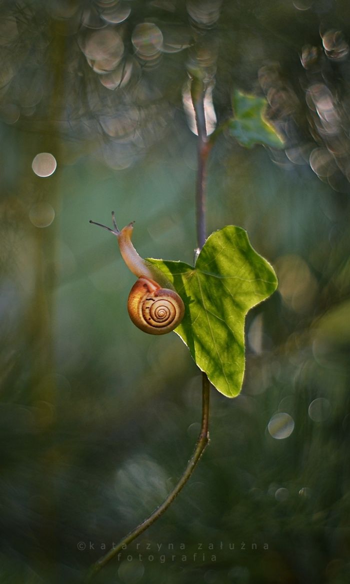 Bộ ảnh đẹp lung linh về ốc s&ecirc;n quấn qu&iacute;t b&ecirc;n hoa trong sương sớm - Ảnh 14.