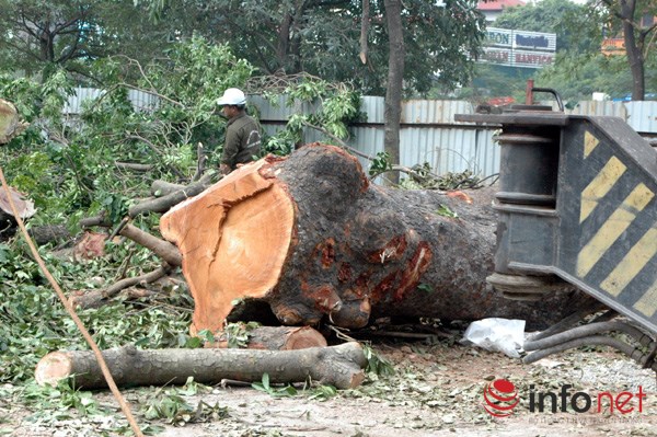 Hà Nội: Loạt cây cổ thụ đường Láng chính thức bị đốn hạ - Ảnh 15.