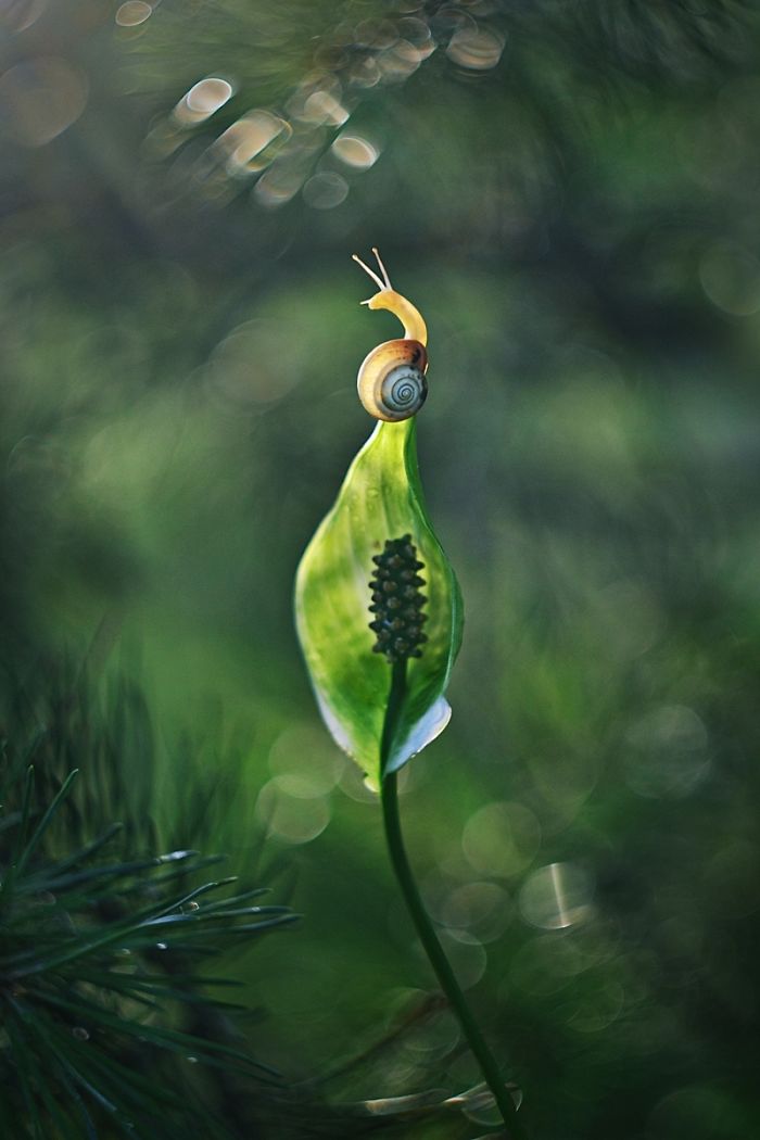 Bộ ảnh đẹp lung linh về ốc s&ecirc;n quấn qu&iacute;t b&ecirc;n hoa trong sương sớm - Ảnh 15.