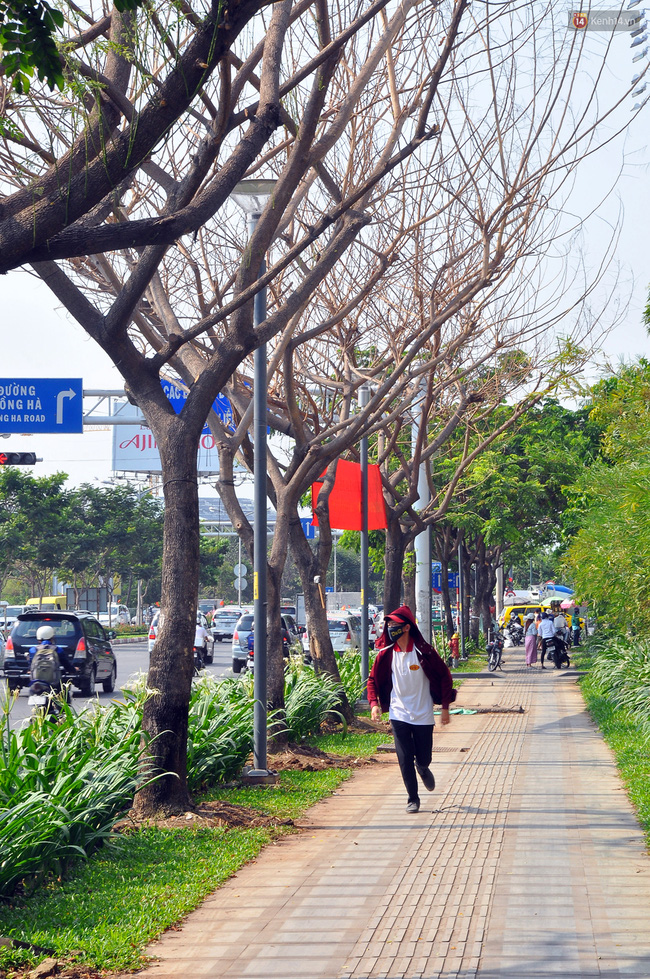 Cận cảnh những cây xanh chết bất thường ở Sài Gòn, nghi bị bức tử - Ảnh 2.