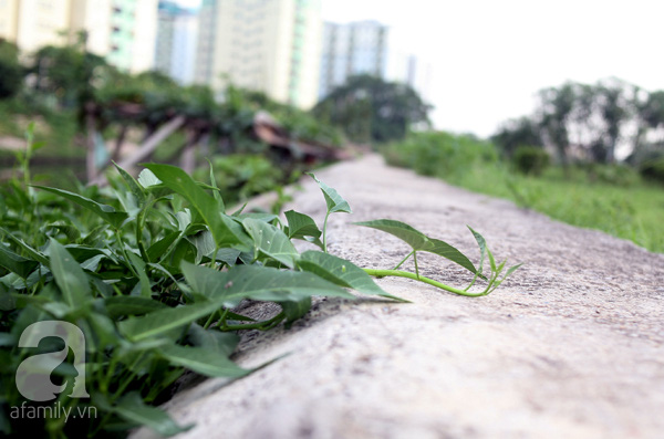 Vườn rau sạch tươi tốt ăn không hết dọc bờ kè sông Tô Lịch khiến ai cũng... phát thèm - Ảnh 2.