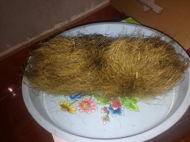 Vĩnh Ph&uacute;c: Mổ lợn thấy trứng v&agrave;ng nghi c&aacute;t lợn tiền tỷ - Ảnh 2.
