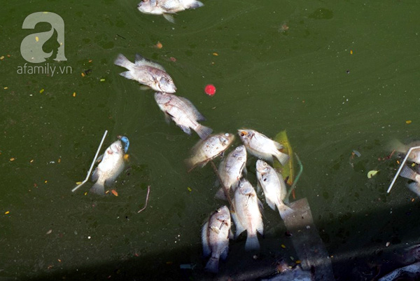 Công bố nguyên nhân cá chết ở Hà Nội: Do thiếu oxy, ý thức người dân kém - Ảnh 2.