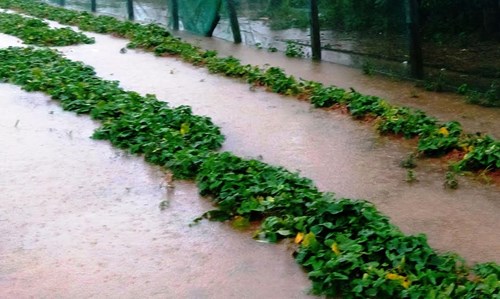 Người chết, hàng nghìn nhà dân ngập do mưa lũ ở Huế - Ảnh 3.