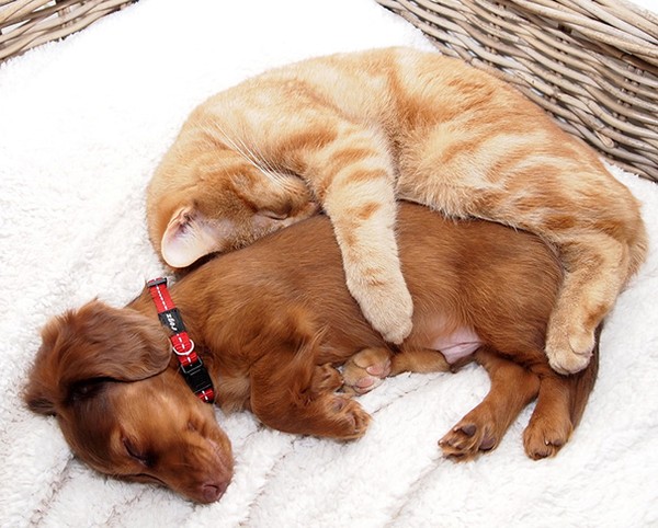 18 cặp bạn thân chó mèo thân nhau nhất trần đời - Ảnh 3.