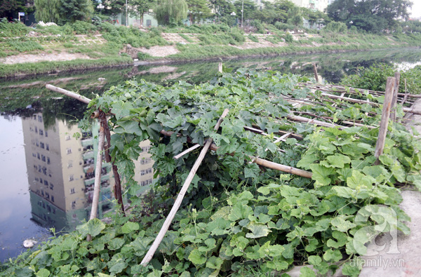 Vườn rau sạch tươi tốt ăn không hết dọc bờ kè sông Tô Lịch khiến ai cũng... phát thèm - Ảnh 6.