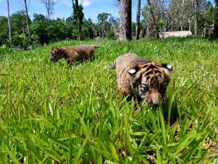 4 &ldquo;F1&rdquo; hổ qu&yacute; Bengal ch&agrave;o đời tại Vinpearl Safari - Ảnh 3.