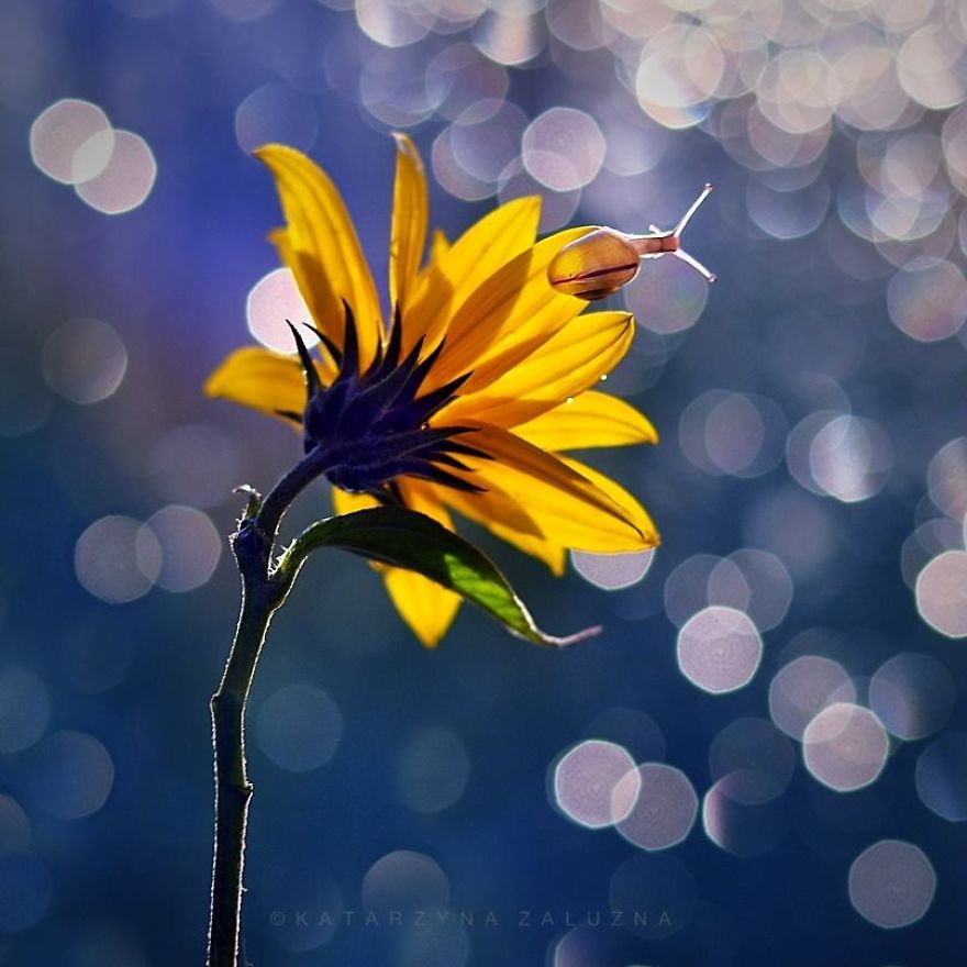 Bộ ảnh đẹp lung linh về ốc s&ecirc;n quấn qu&iacute;t b&ecirc;n hoa trong sương sớm - Ảnh 3.