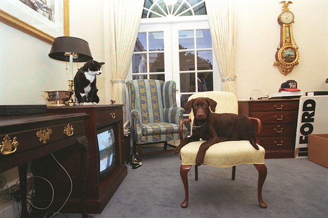 Sau Bo và Sunny của Tổng thống Barack Obama, con vật nào sẽ là đệ nhất thú cưng mới trong Nhà Trắng? - Ảnh 4.