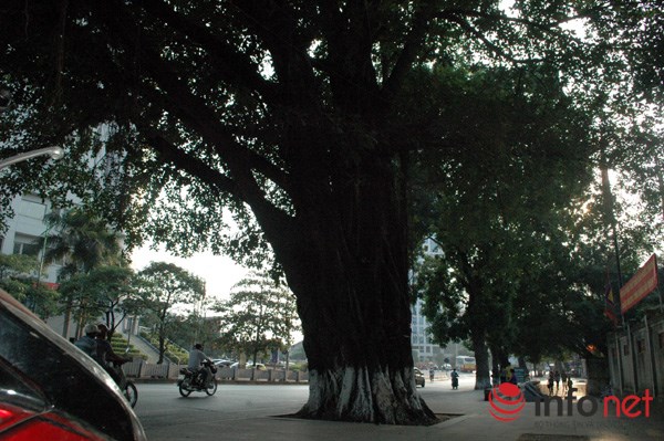 Sau Tết, h&agrave;ng c&acirc;y x&agrave; cừ b&ecirc;n hồ Thủ Lệ sẽ bị đ&aacute;nh chuyển, chặt hạ - Ảnh 4.