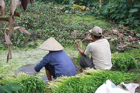 Bịt khẩu trang rửa rau ở rãnh nước… thải đầy phân - Ảnh 4.