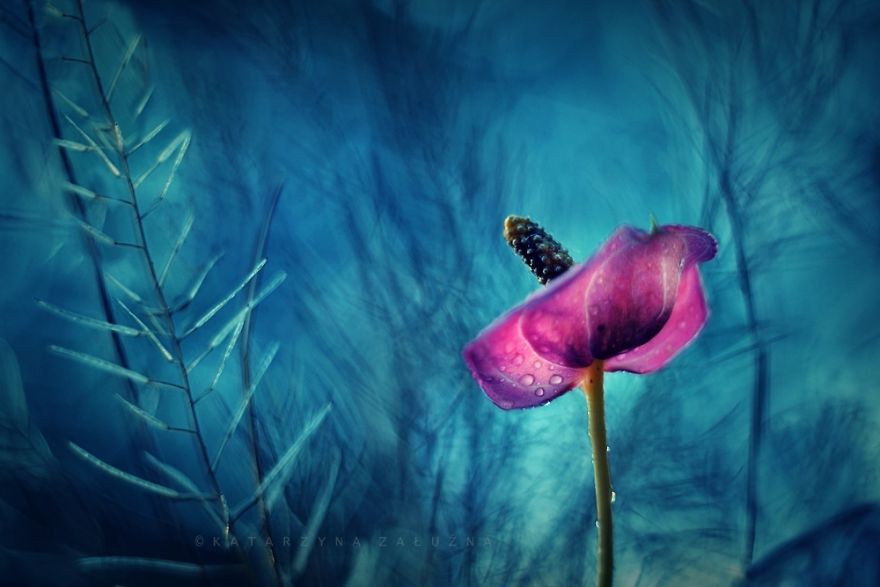 Bộ ảnh đẹp lung linh về ốc s&ecirc;n quấn qu&iacute;t b&ecirc;n hoa trong sương sớm - Ảnh 4.