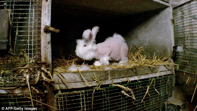 Thảm cảnh những chú thỏ bị vặt lông sống trong ngành công nghiệp thời trang - Ảnh 6.