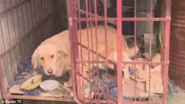 Trung Quốc: Bà mẹ nhốt con trong chuồng chó vì quấy khóc, khiến mình không tập trung chơi mạt chược - Ảnh 2.