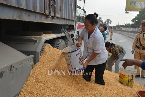 Hình ảnh đẹp: CSGT cùng dân gom ngô cho chủ xe gặp nạn - Ảnh 5.