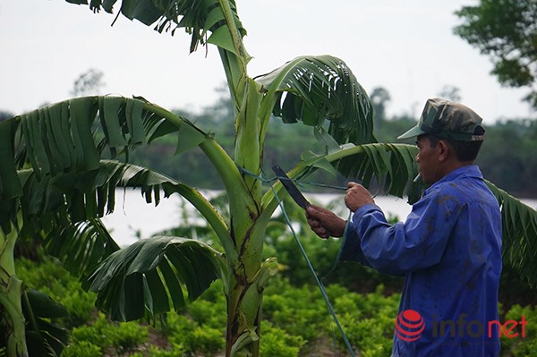 Vựa chuối lớn nhất miền Bắc bị tàn phá sau bão - Ảnh 5.