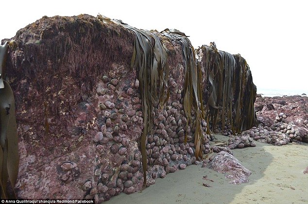 Quái vật dạt vào bờ biển tại New Zealand trông không khác gì sinh vật ngoài hành tinh - Ảnh 3.