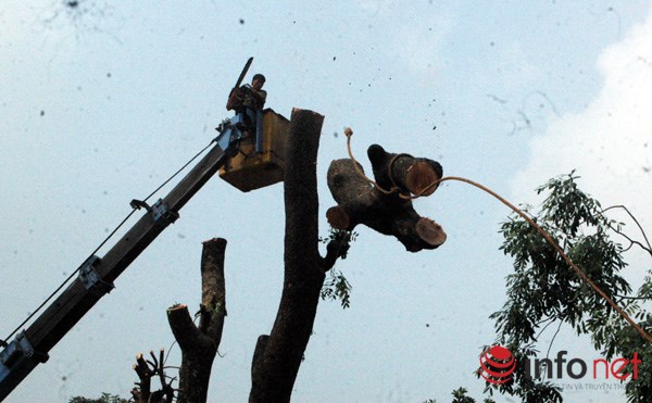 H&agrave; Nội: Loạt c&acirc;y cổ thụ đường L&aacute;ng ch&iacute;nh thức bị đốn hạ - Ảnh 6.