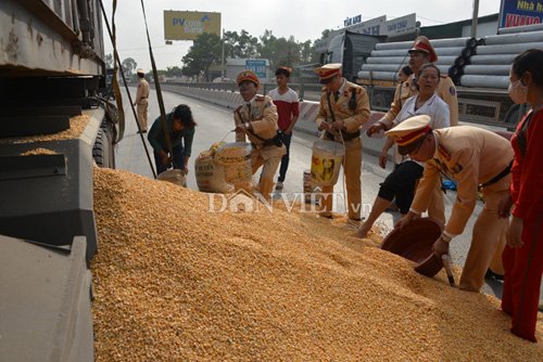 Hình ảnh đẹp: CSGT cùng dân gom ngô cho chủ xe gặp nạn - Ảnh 6.