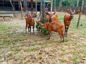4 &ldquo;F1&rdquo; hổ qu&yacute; Bengal ch&agrave;o đời tại Vinpearl Safari - Ảnh 6.