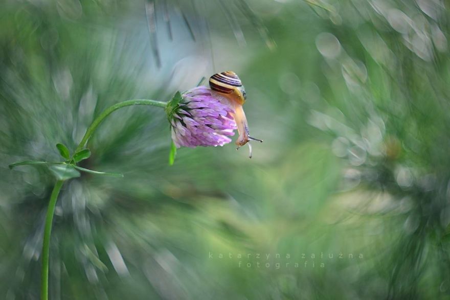 Bộ ảnh đẹp lung linh về ốc s&ecirc;n quấn qu&iacute;t b&ecirc;n hoa trong sương sớm - Ảnh 6.