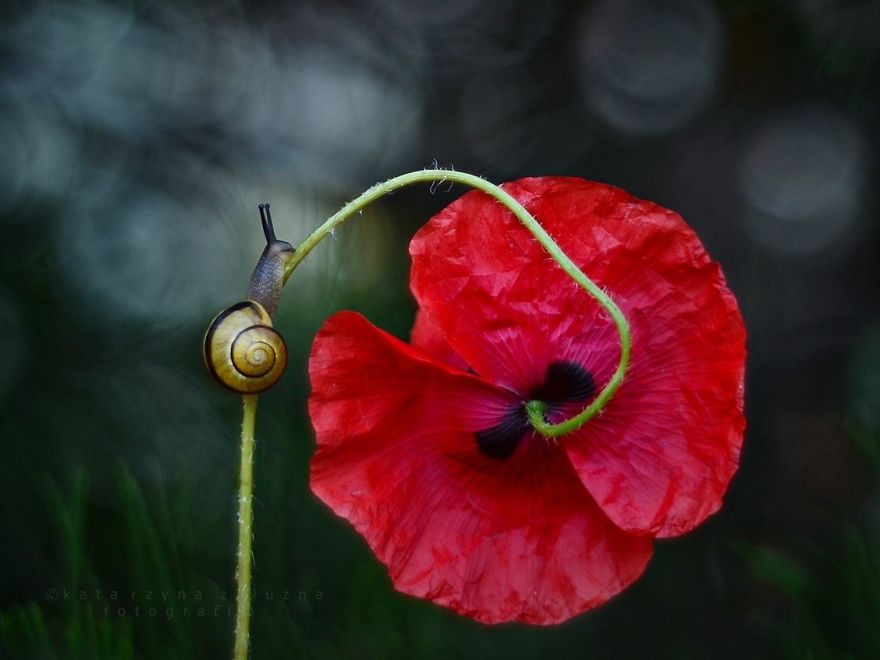 Bộ ảnh đẹp lung linh về ốc s&ecirc;n quấn qu&iacute;t b&ecirc;n hoa trong sương sớm - Ảnh 7.