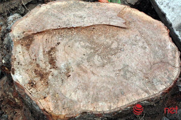 H&agrave; Nội: Loạt c&acirc;y cổ thụ đường L&aacute;ng ch&iacute;nh thức bị đốn hạ - Ảnh 8.