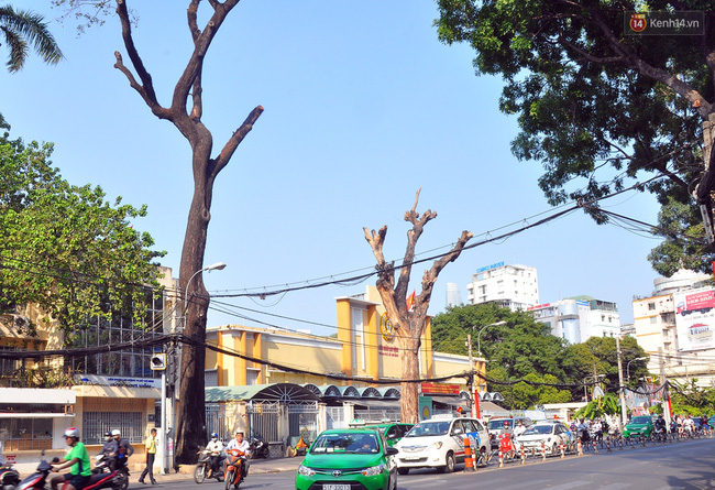 Cận cảnh những cây xanh chết bất thường ở Sài Gòn, nghi bị bức tử - Ảnh 8.