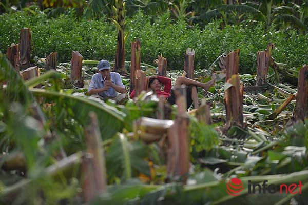 Vựa chuối lớn nhất miền Bắc bị tàn phá sau bão - Ảnh 8.