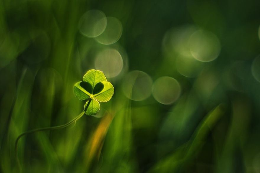 Bộ ảnh đẹp lung linh về ốc s&ecirc;n quấn qu&iacute;t b&ecirc;n hoa trong sương sớm - Ảnh 8.