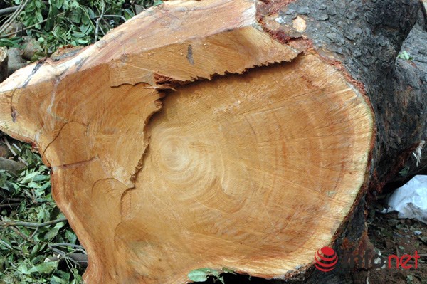 H&agrave; Nội: Loạt c&acirc;y cổ thụ đường L&aacute;ng ch&iacute;nh thức bị đốn hạ - Ảnh 9.