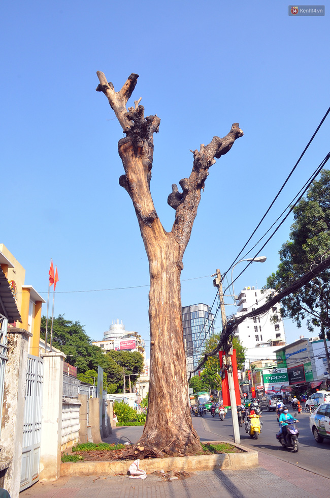 Cận cảnh những cây xanh chết bất thường ở Sài Gòn, nghi bị bức tử - Ảnh 9.
