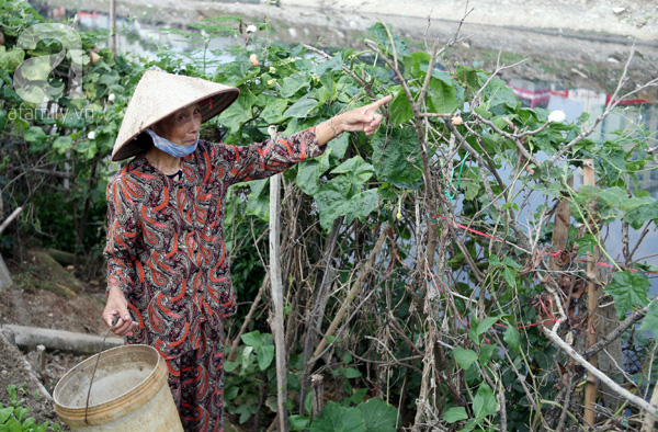 Vườn rau sạch tươi tốt ăn không hết dọc bờ kè sông Tô Lịch khiến ai cũng... phát thèm - Ảnh 13.